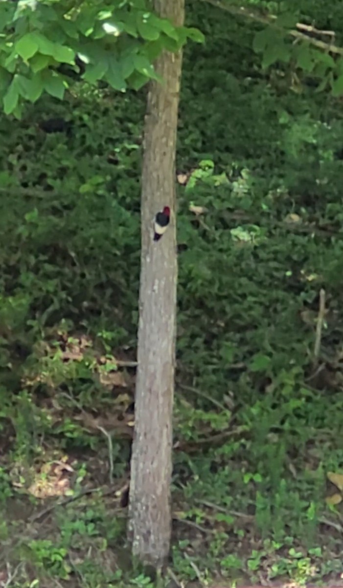 Red-headed Woodpecker - Robert Pritt