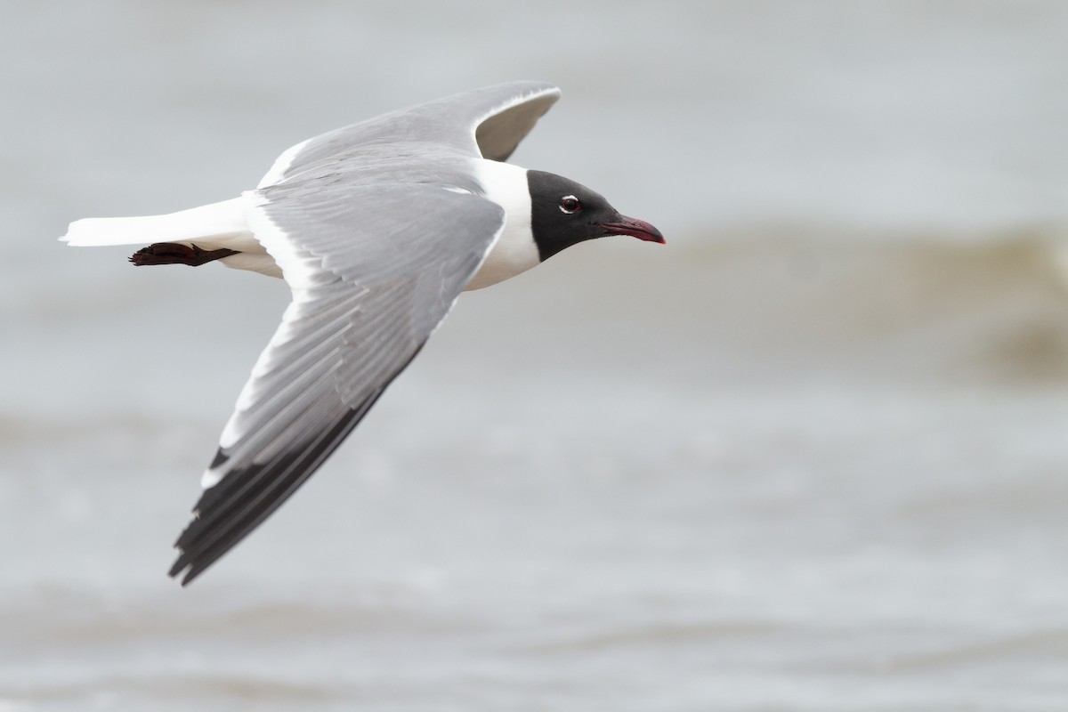 Laughing Gull - Max McCarthy