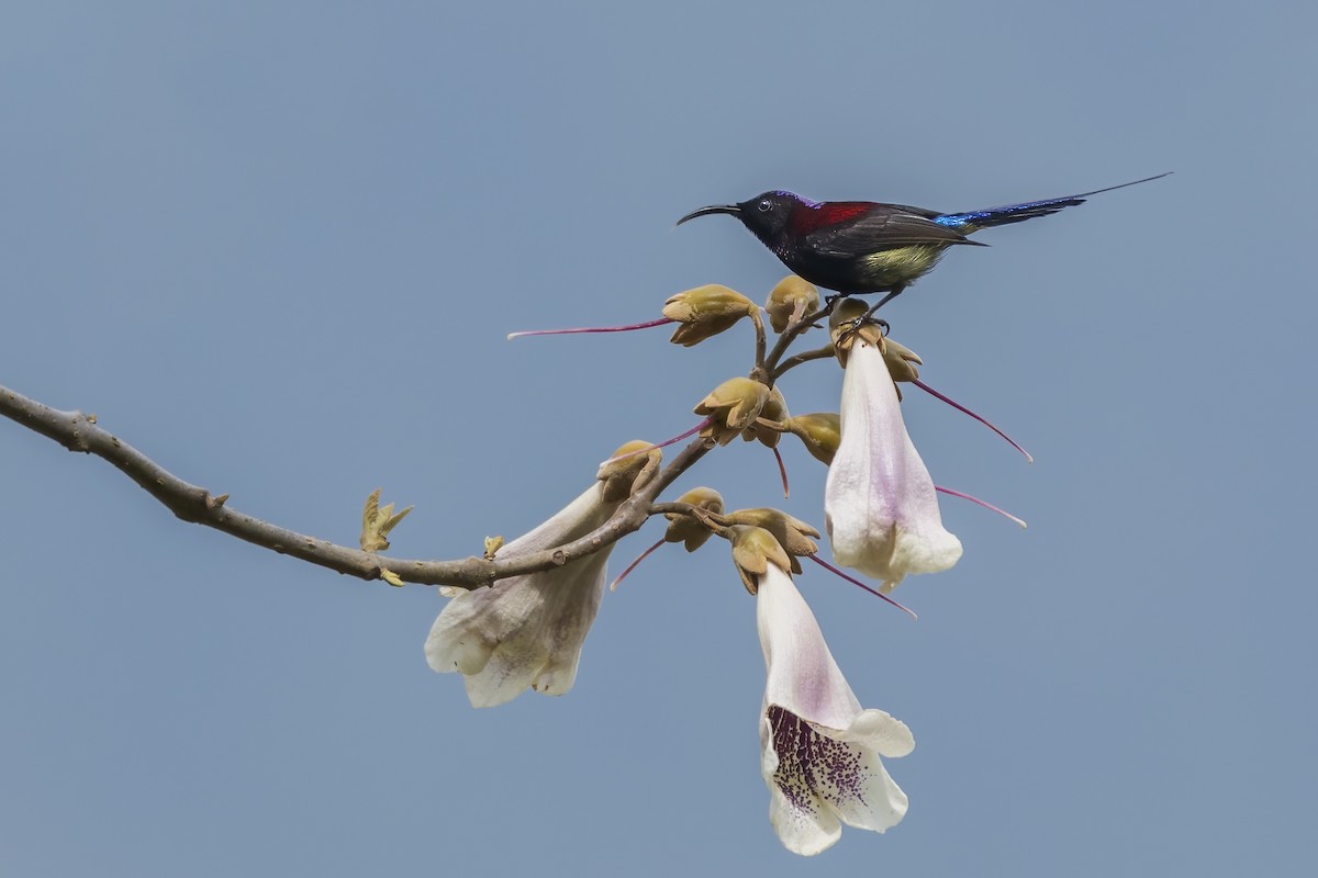 Black-throated Sunbird - Amit Dutta