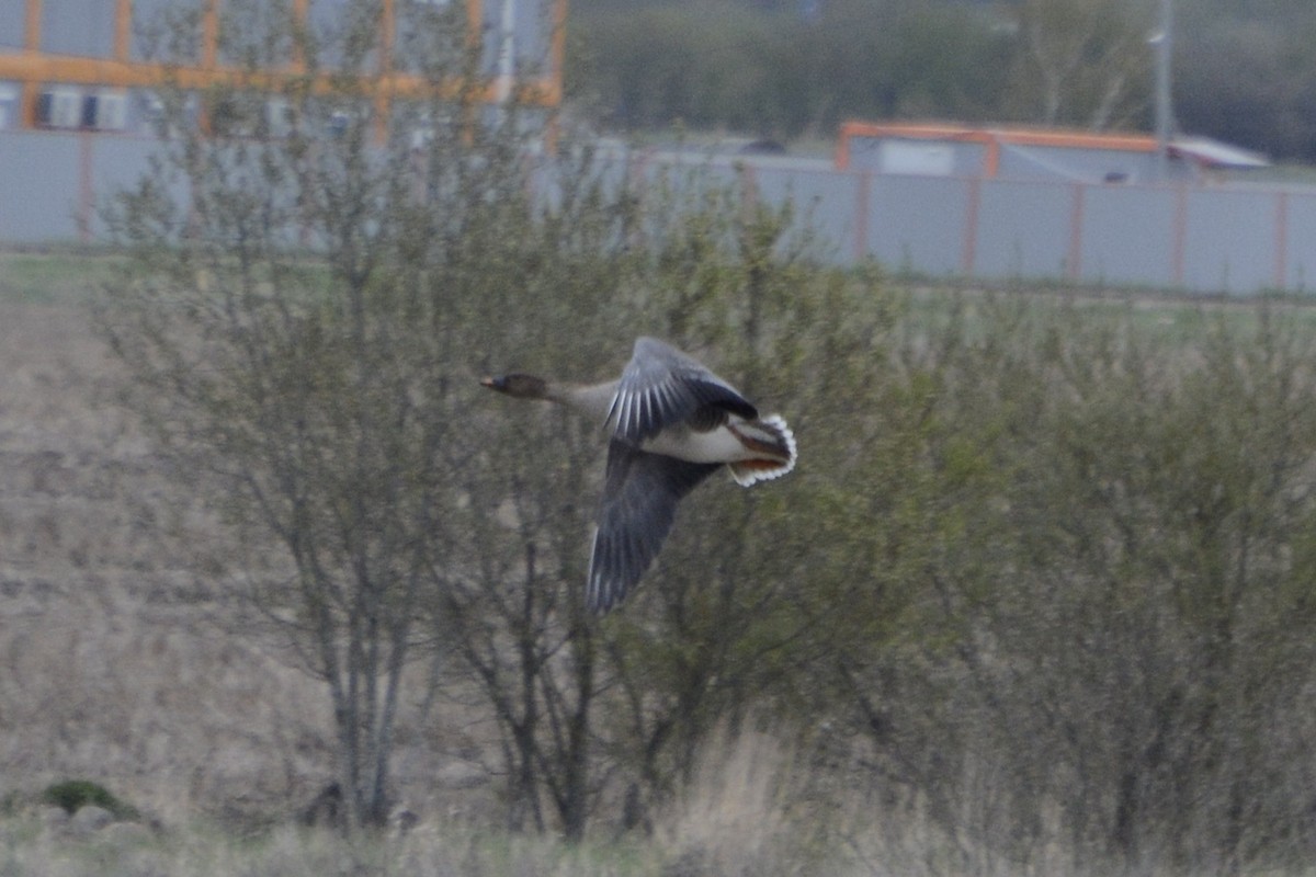 Tundra Bean-Goose - Anton Kornilov