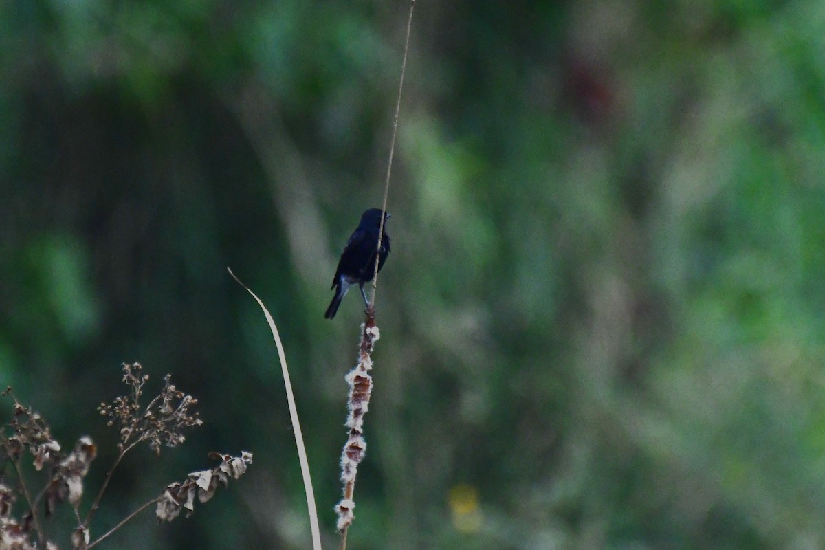 Pied Bushchat - ML618880823