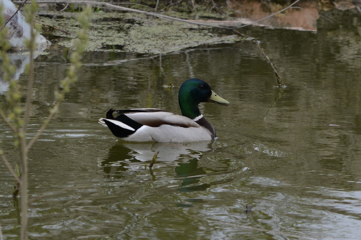 Mallard - Anton Kornilov