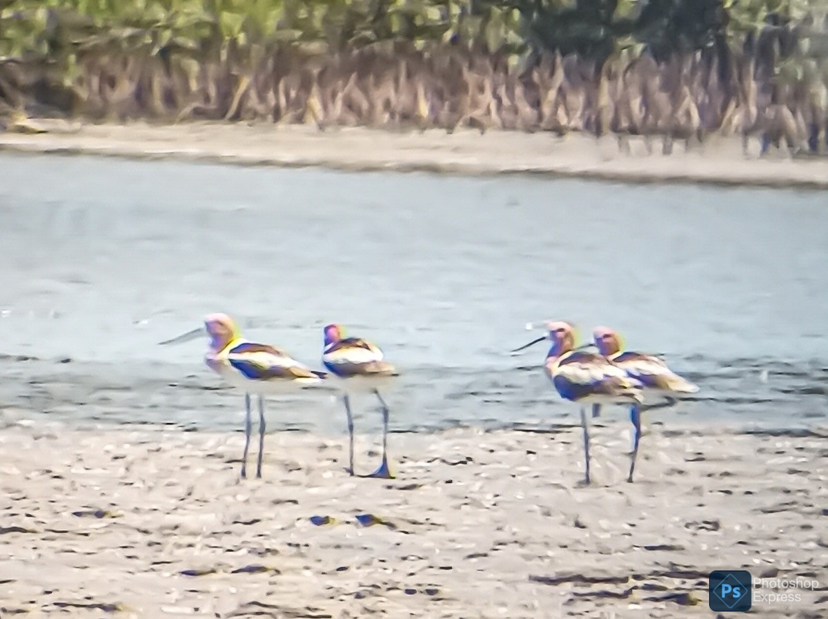 American Avocet - Manuel López Salcedo