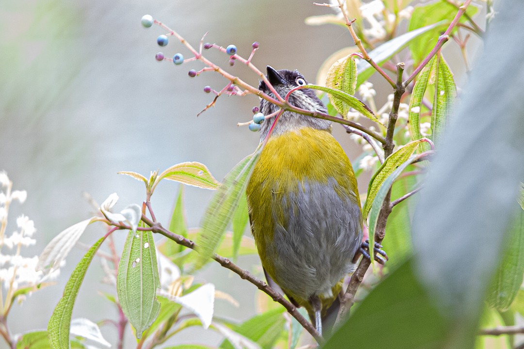 Common Chlorospingus - Claudia Andrea Posada Palacio