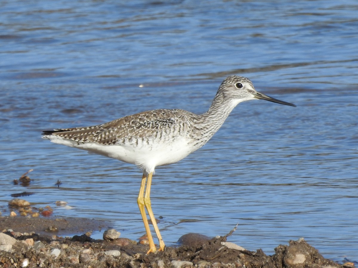 Greater Yellowlegs - ML618880884