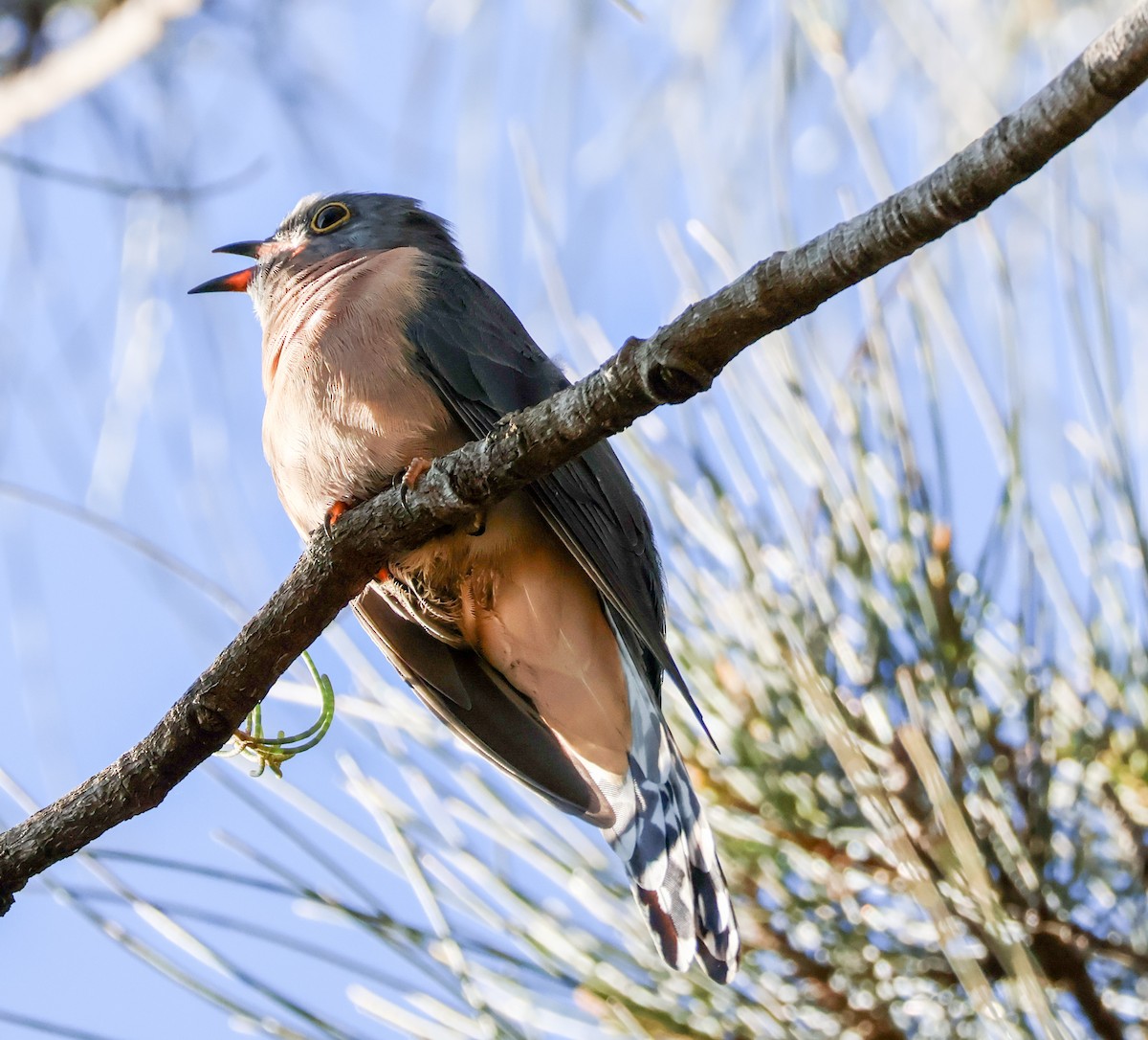 Fan-tailed Cuckoo - Sonia Boughton