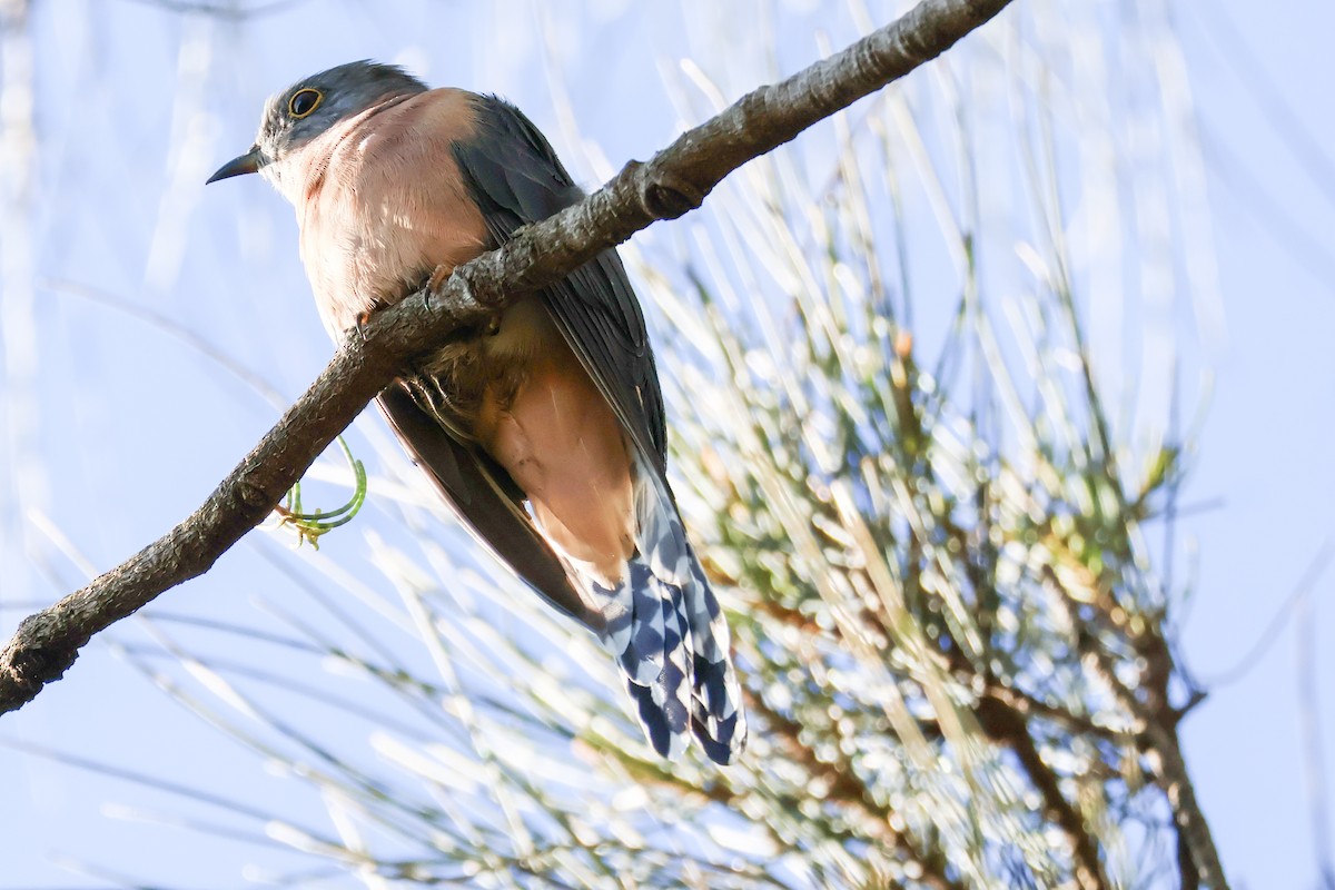 Fan-tailed Cuckoo - Sonia Boughton