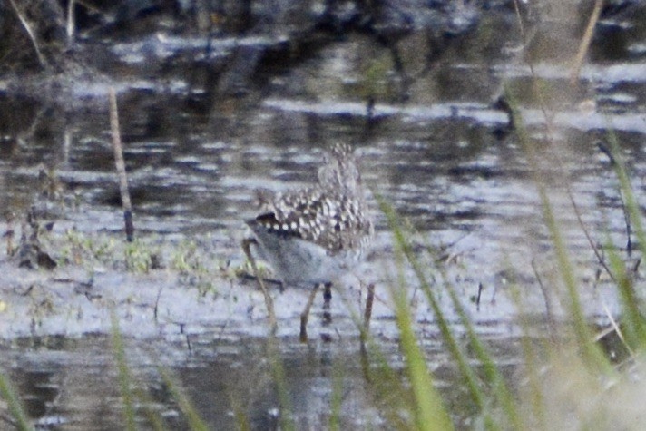 Wood Sandpiper - Anton Kornilov