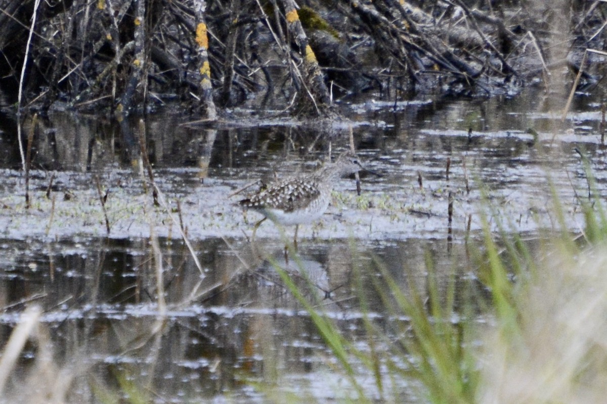 Wood Sandpiper - Anton Kornilov