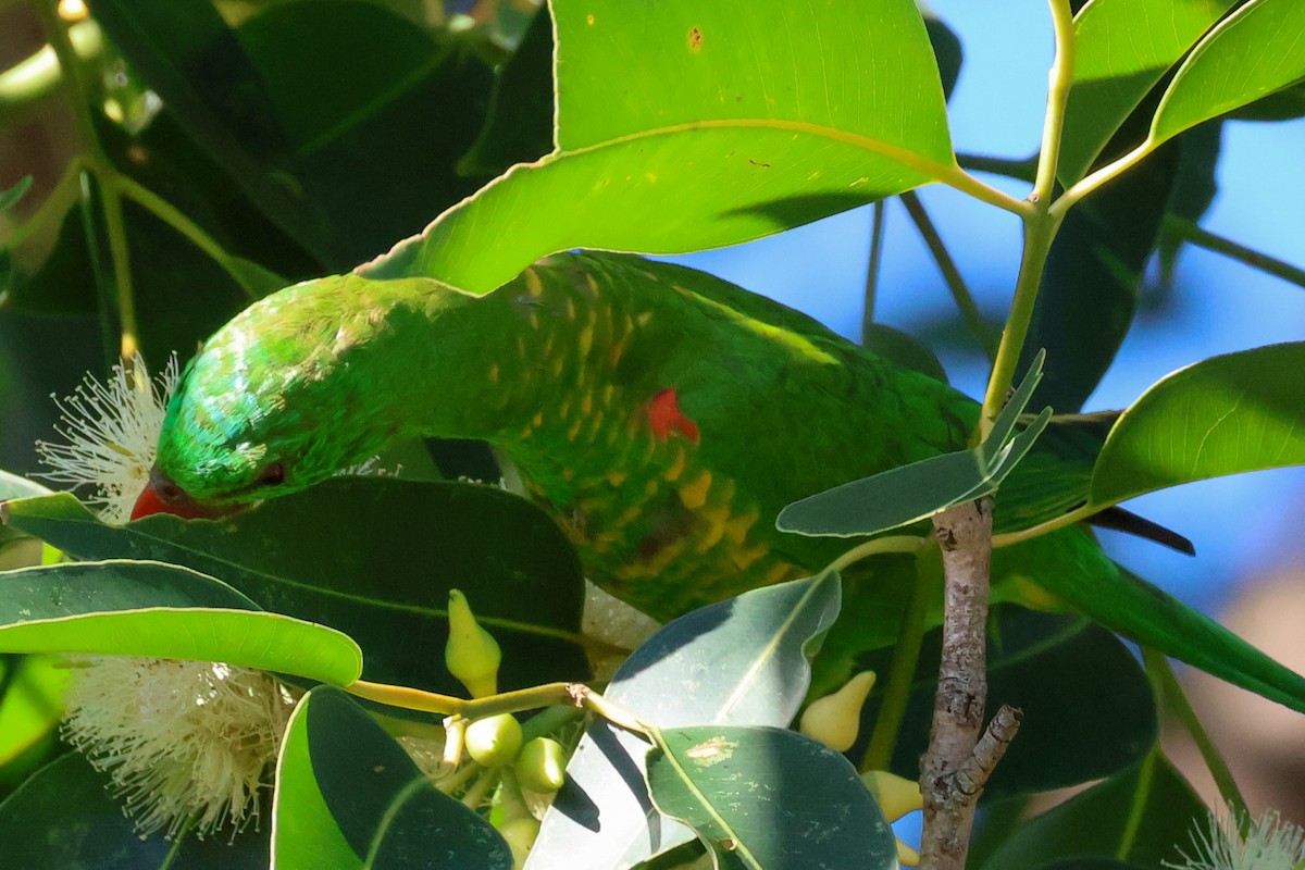 Scaly-breasted Lorikeet - Sonia Boughton