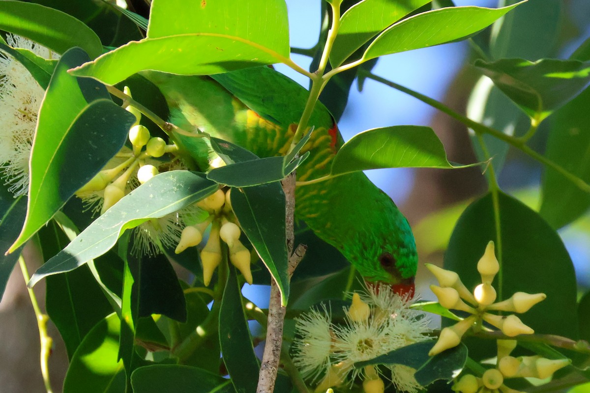 Scaly-breasted Lorikeet - Sonia Boughton