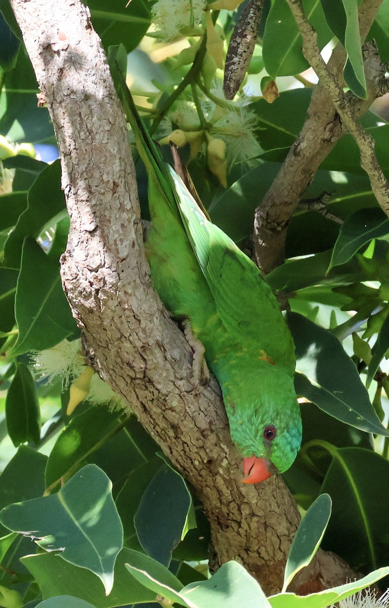 Scaly-breasted Lorikeet - Sonia Boughton