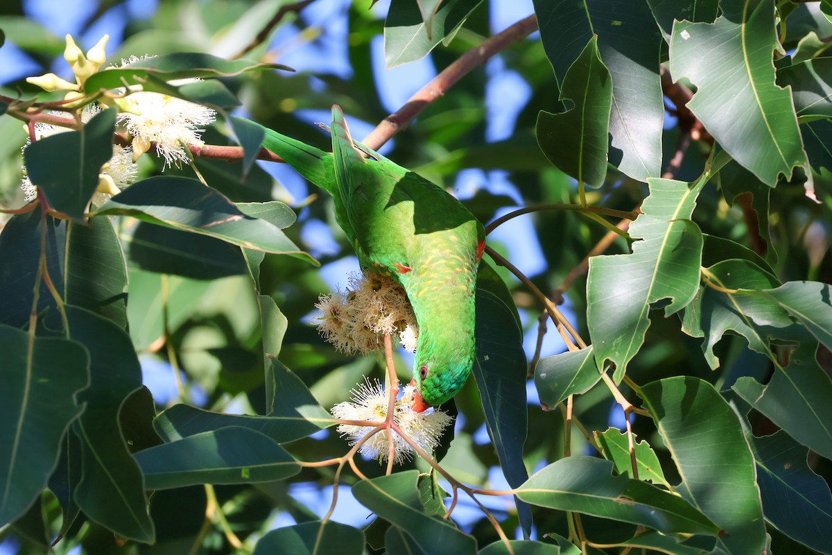 Scaly-breasted Lorikeet - Sonia Boughton