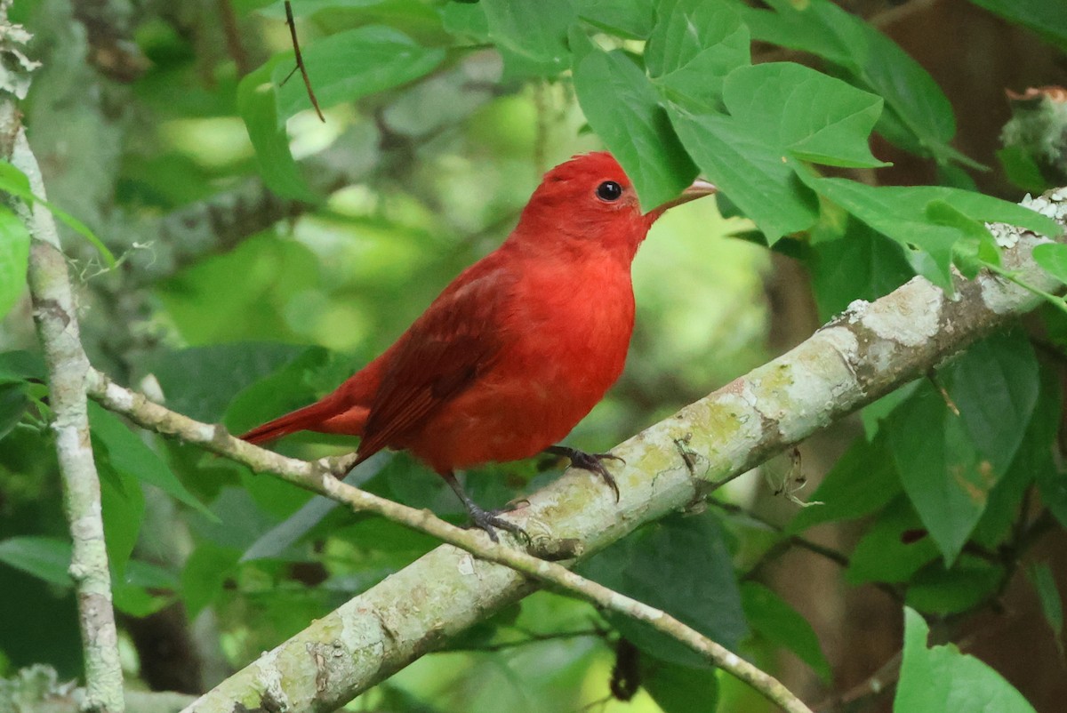 Summer Tanager - Vern Bothwell