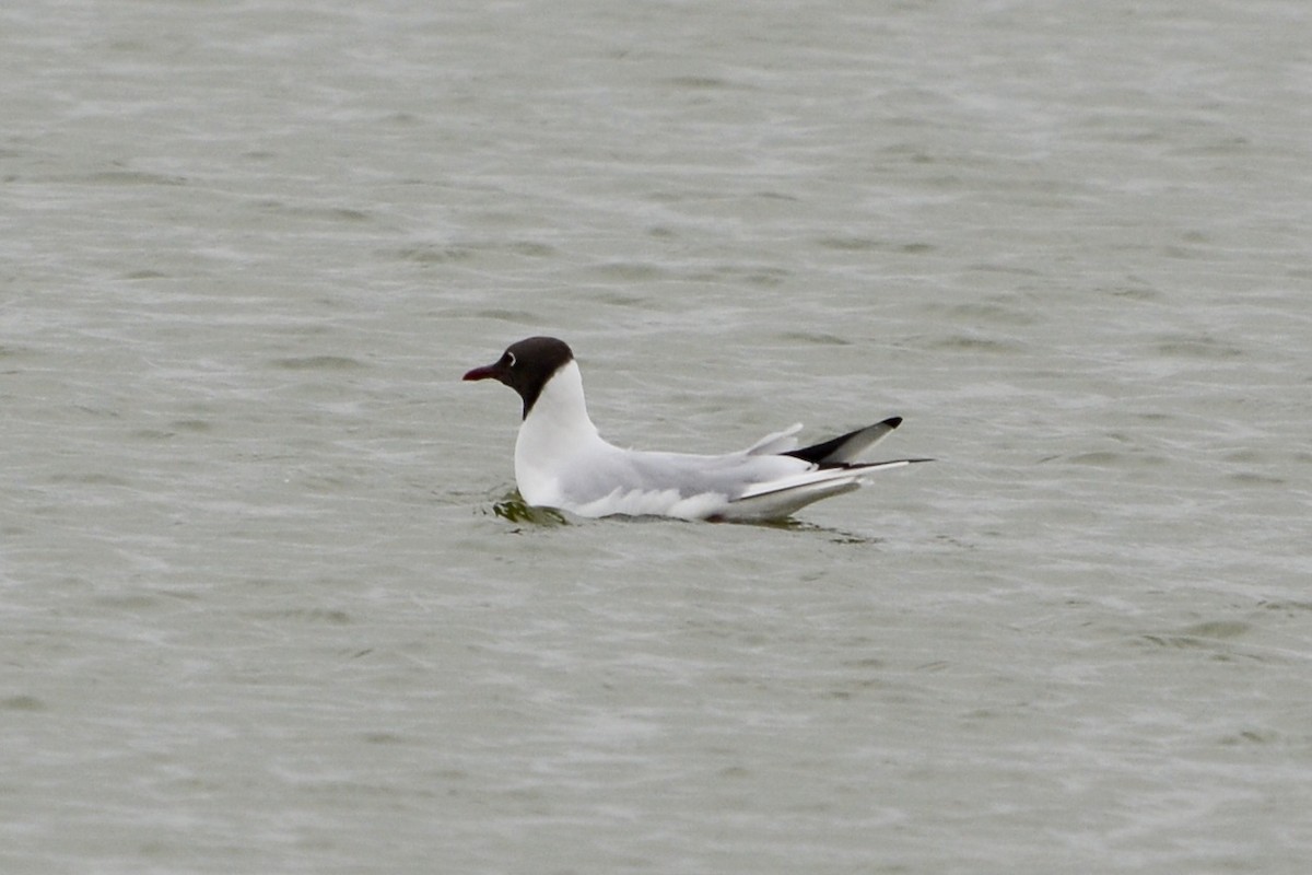 Black-headed Gull - Anton Kornilov