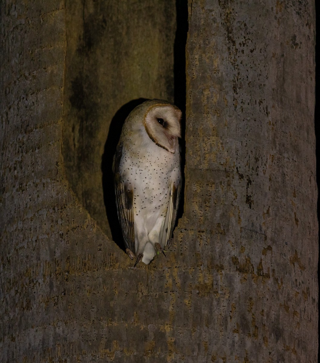 Barn Owl - Xavier Munoz Neblina Forest.