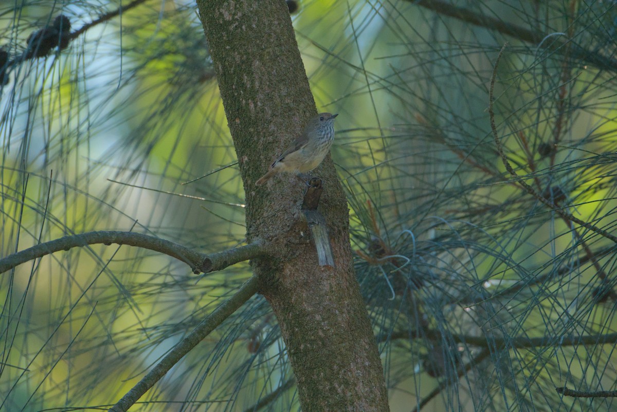 Brown Thornbill - Nicholas Ball