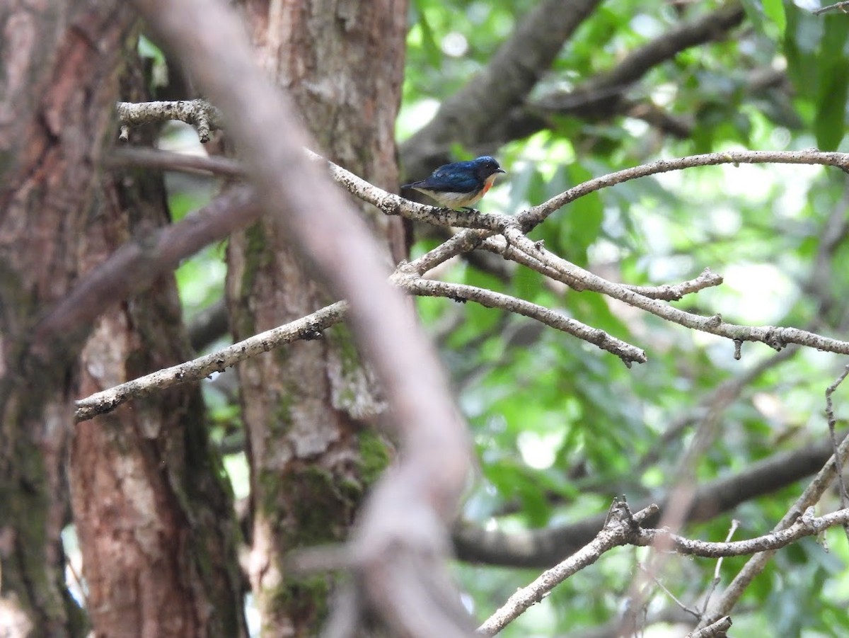 Fire-breasted Flowerpecker - Vidur Osuri