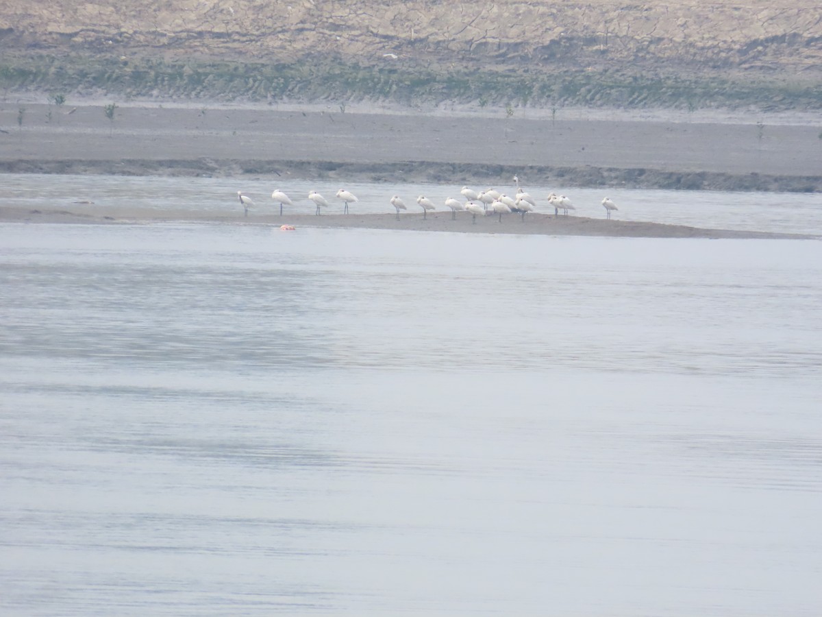 Black-faced Spoonbill - 韋勳 陳