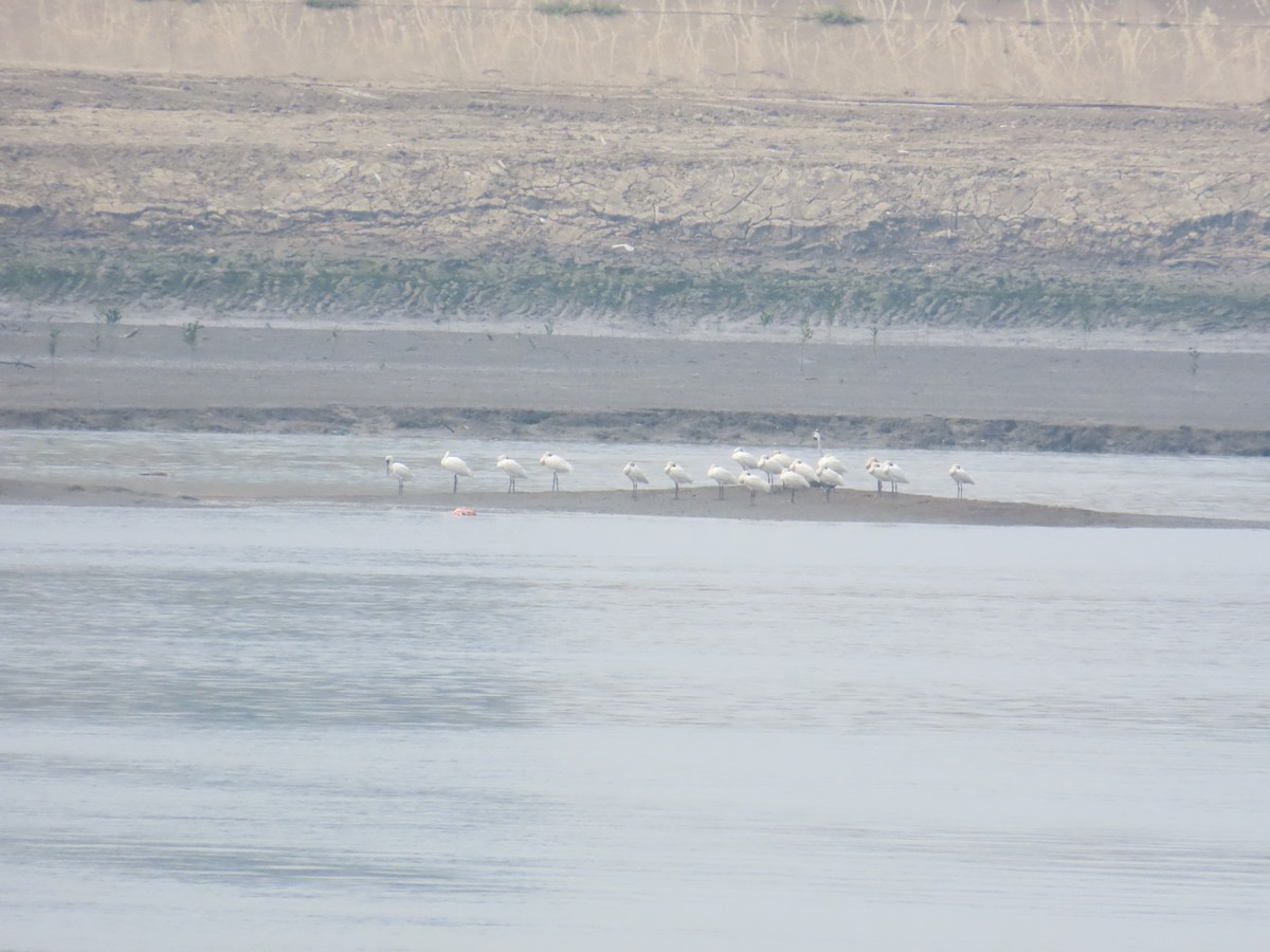 Black-faced Spoonbill - 韋勳 陳