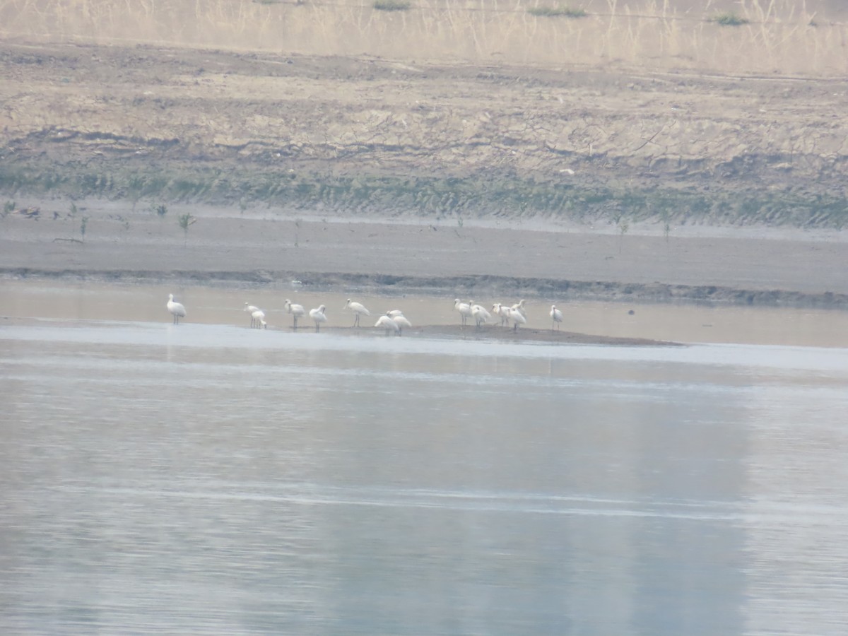 Black-faced Spoonbill - 韋勳 陳