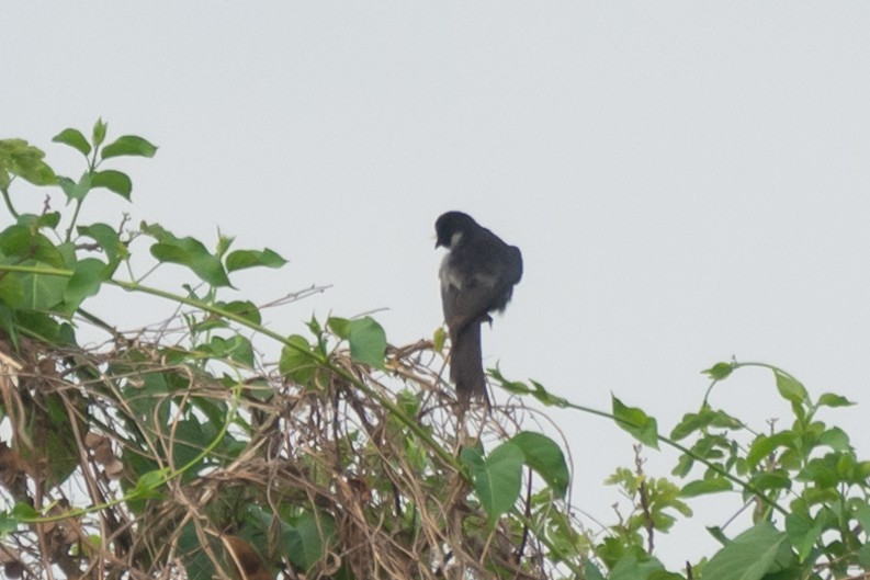 Pied Cuckoo - ML618880983