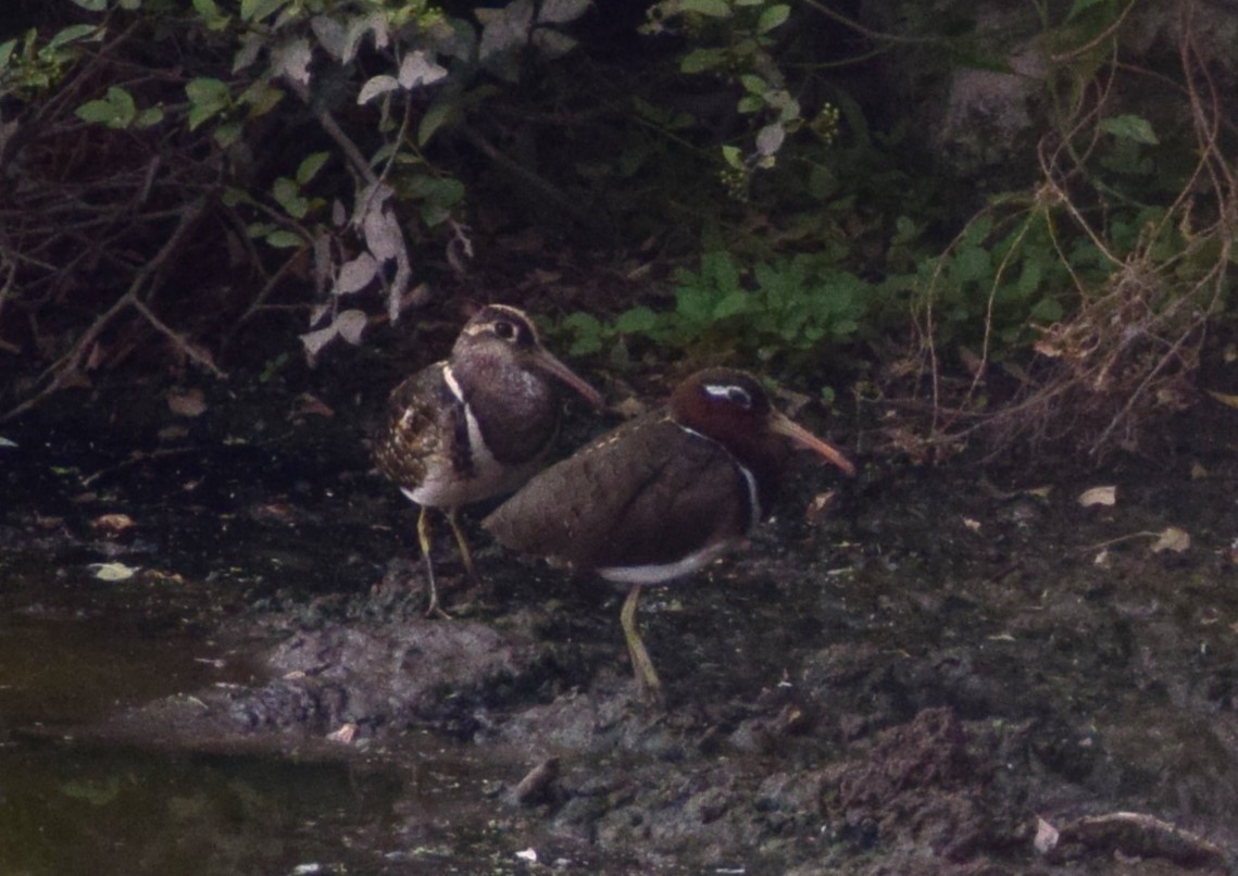 Greater Painted-Snipe - Kushagra Rajendra