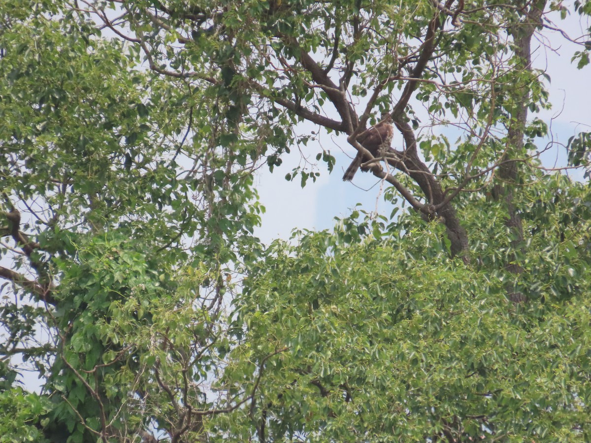 Crested Goshawk - 韋勳 陳