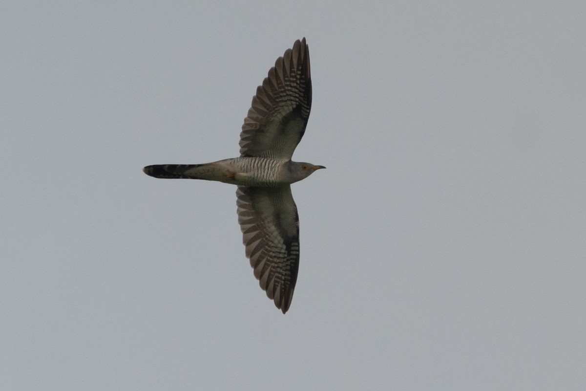 Common Cuckoo - Abdul Mazid Shah