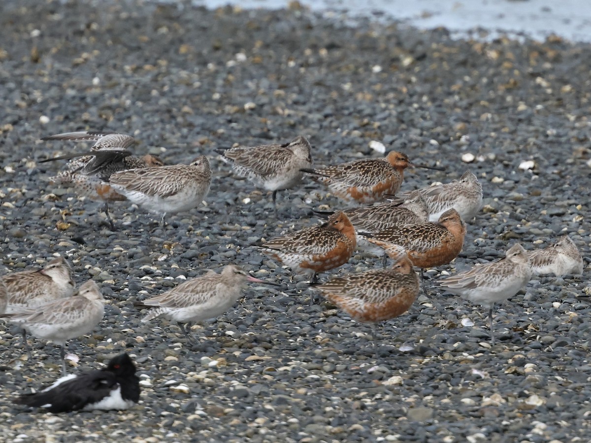 Bar-tailed Godwit - ML618881000