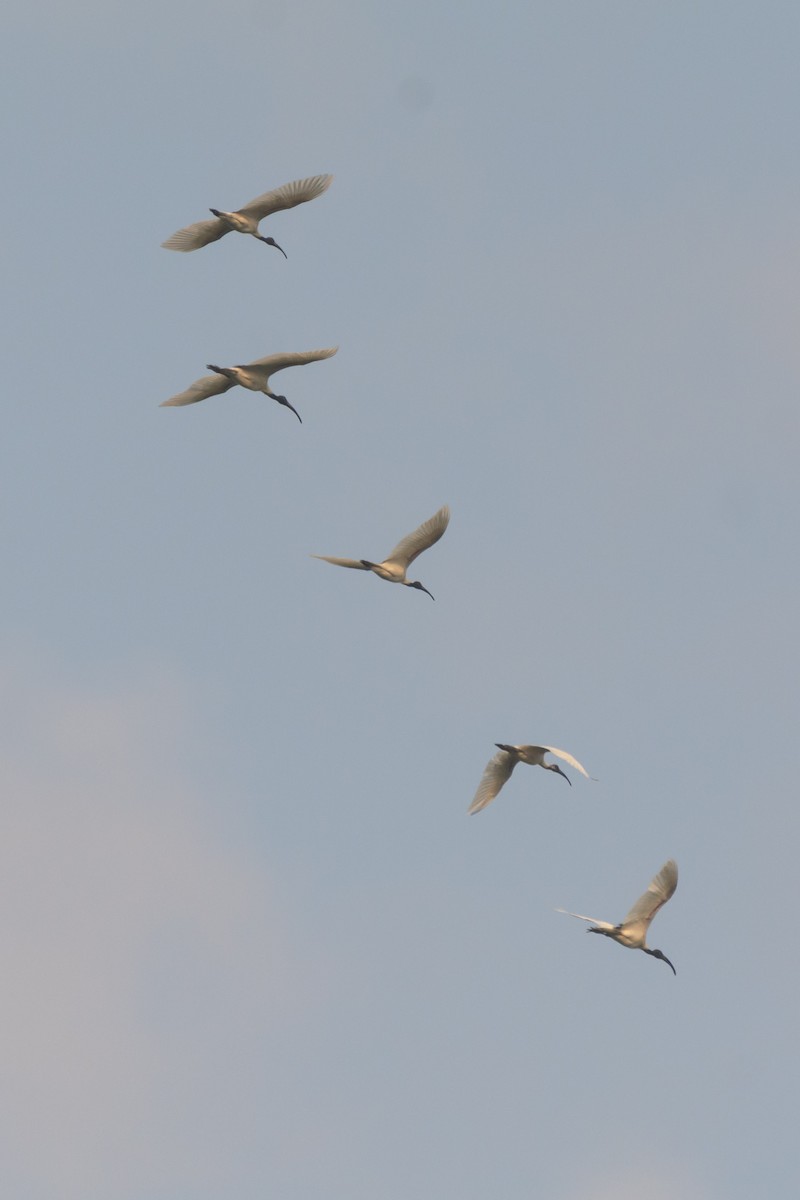 Black-headed Ibis - Abdul Shah