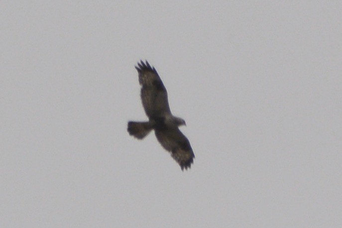 Rough-legged Hawk - Anton Kornilov