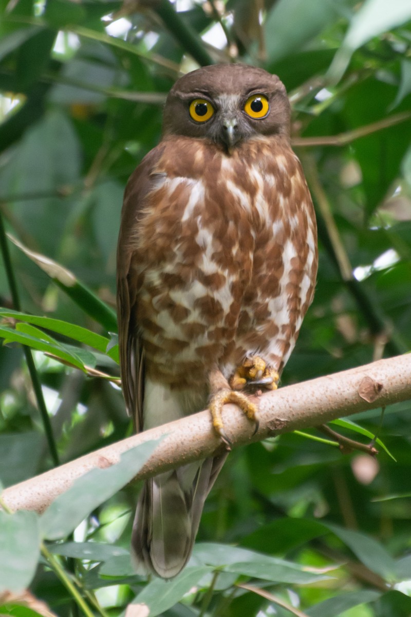 Brown Boobook - ML618881017