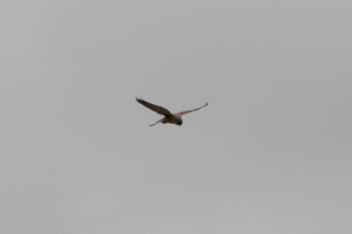 Eurasian Kestrel - Anton Kornilov