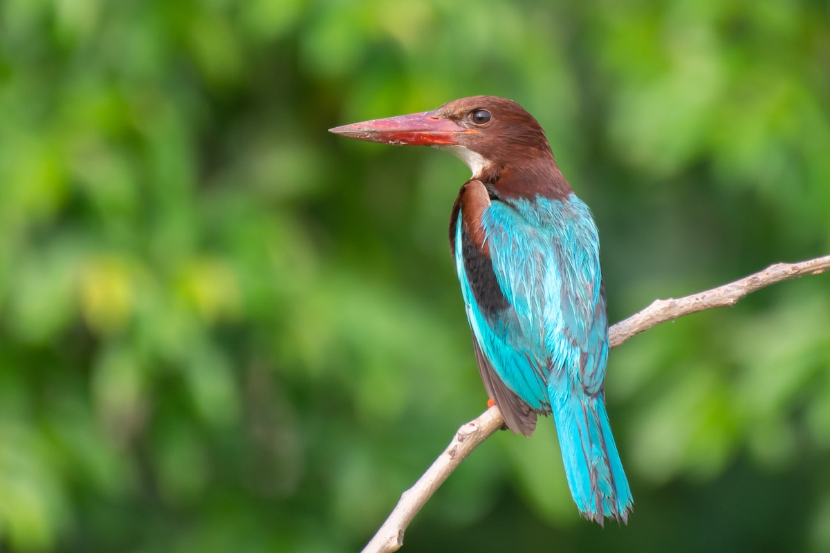 White-throated Kingfisher - ML618881024
