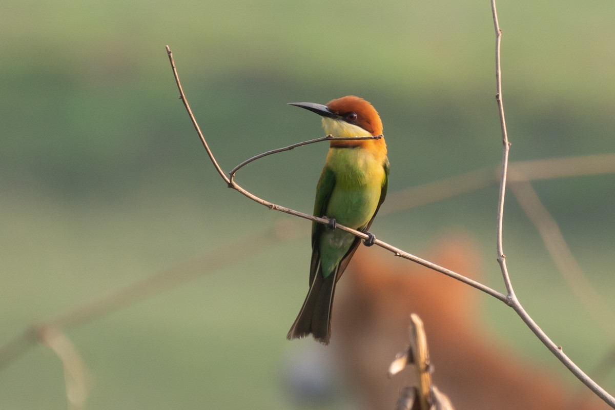 Chestnut-headed Bee-eater - ML618881037