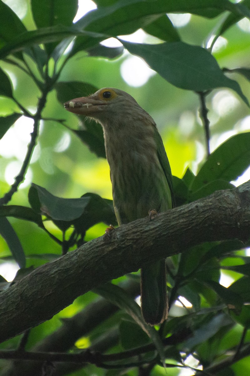 Lineated Barbet - ML618881045