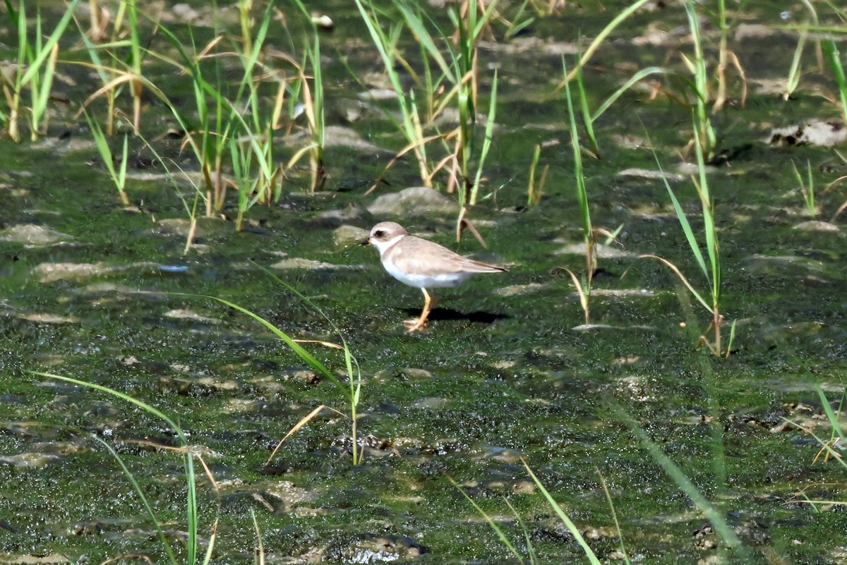 Piping Plover - Vern Bothwell