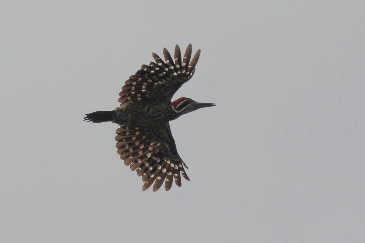 Greater Flameback - ML618881055