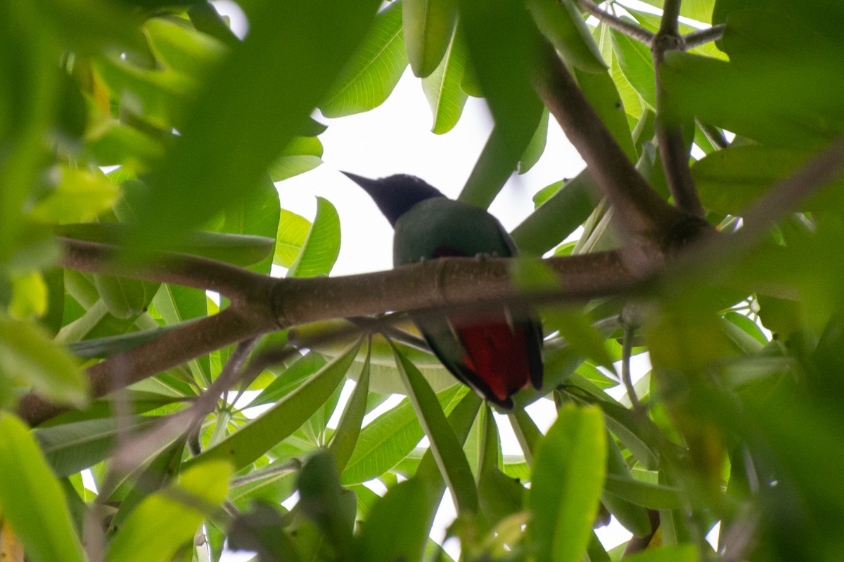 Western Hooded Pitta - Abdul Shah