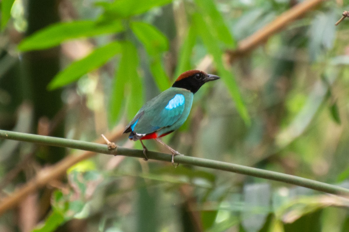 Western Hooded Pitta - Abdul Mazid Shah