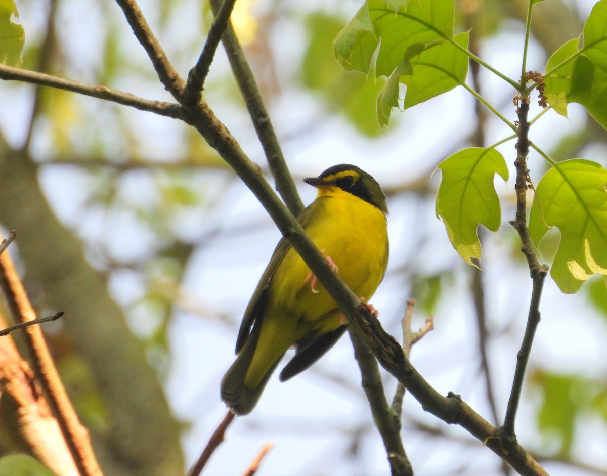 Kentucky Warbler - Bill Blauvelt