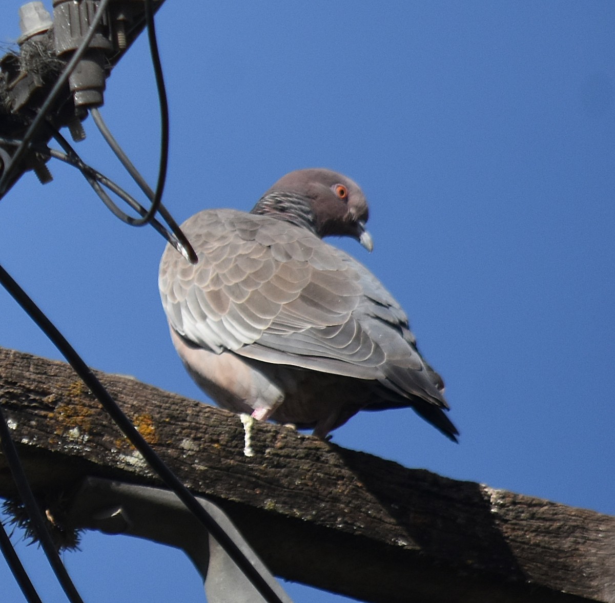 Picazuro Pigeon - andres ebel