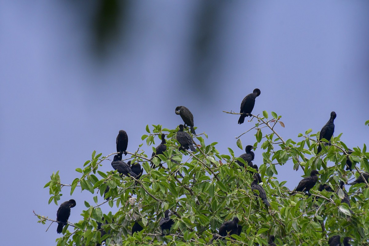Indian Cormorant - Sathish Ramamoorthy