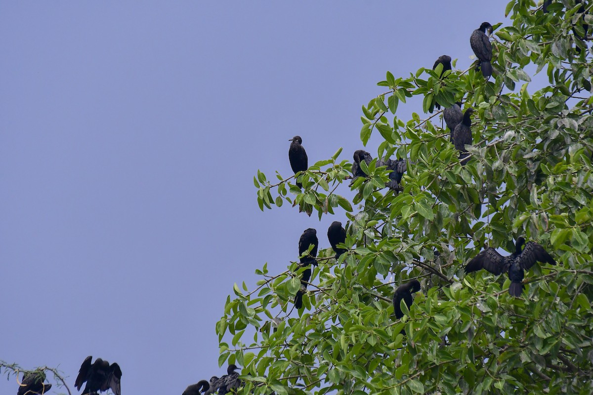Indian Cormorant - Sathish Ramamoorthy