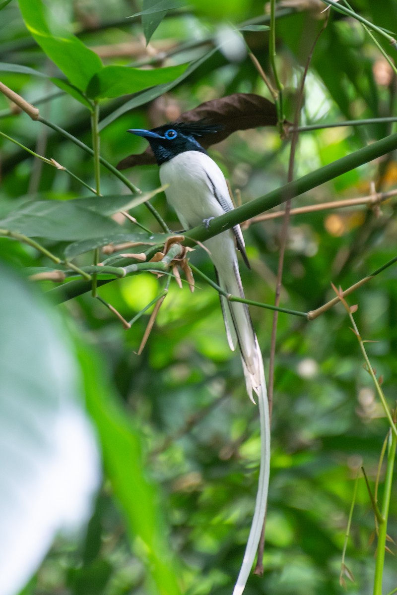 Indian Paradise-Flycatcher - ML618881093