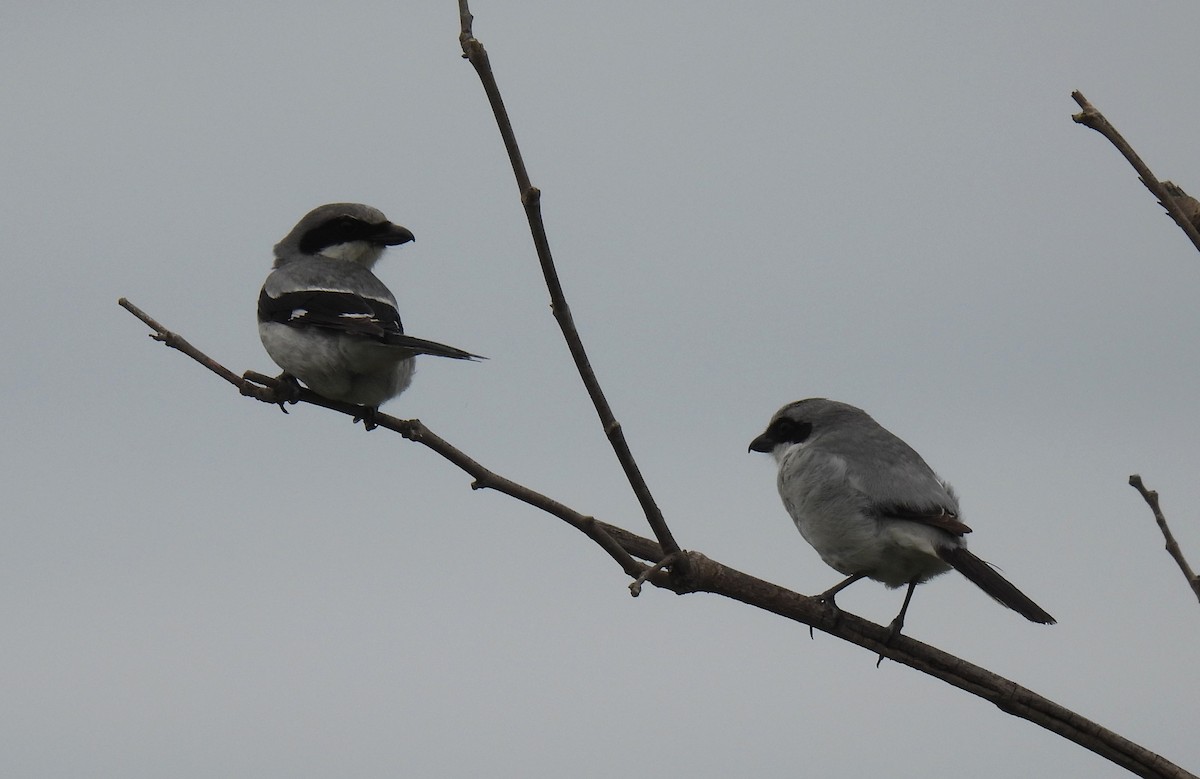 Loggerhead Shrike - Shelia Hargis