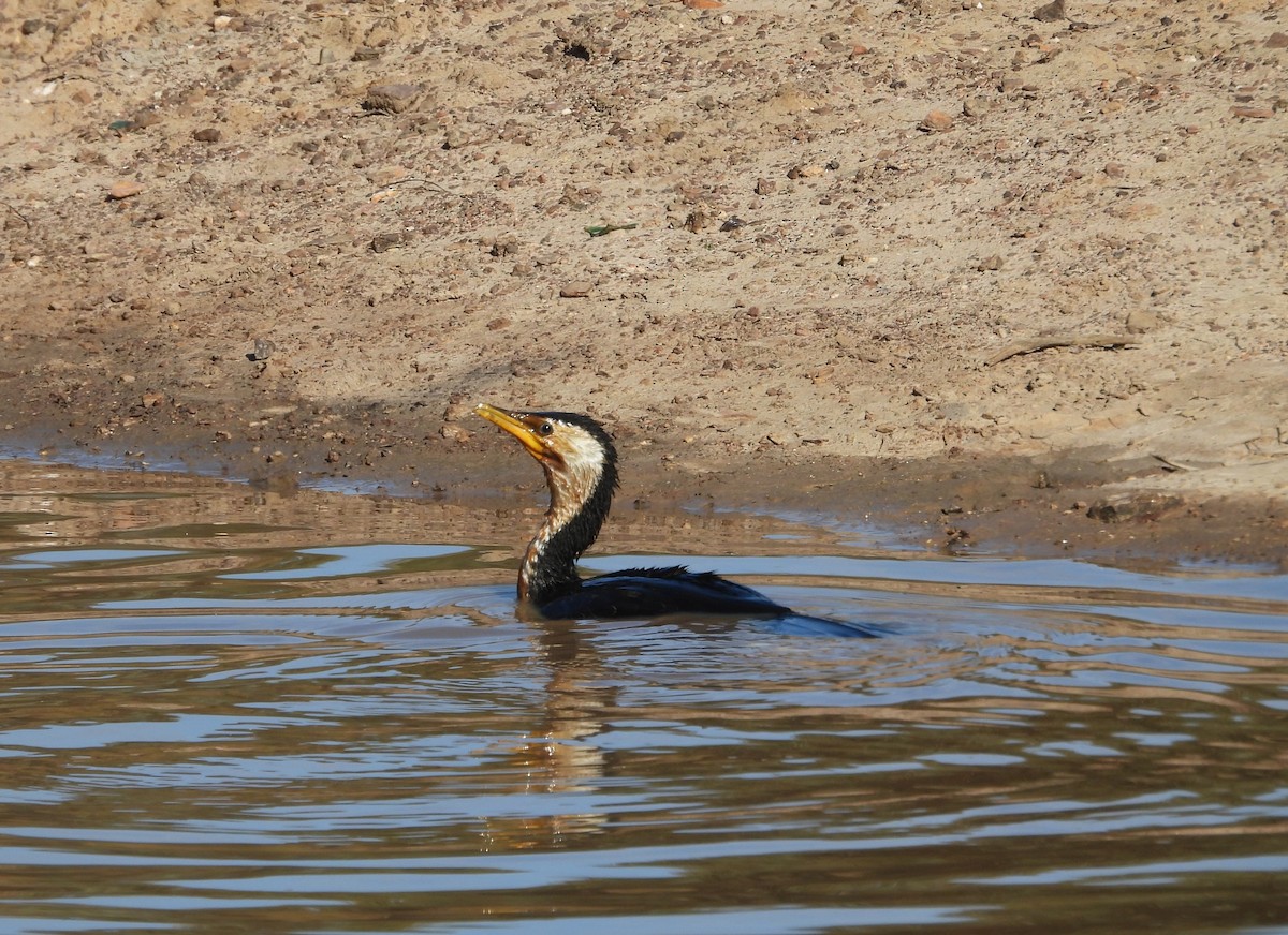 Little Pied Cormorant - Joanne Thompson