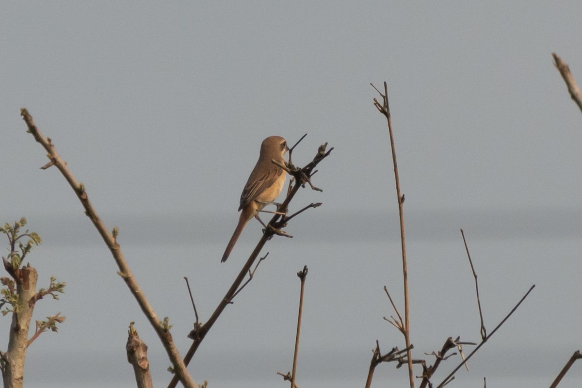 Brown Shrike - ML618881103