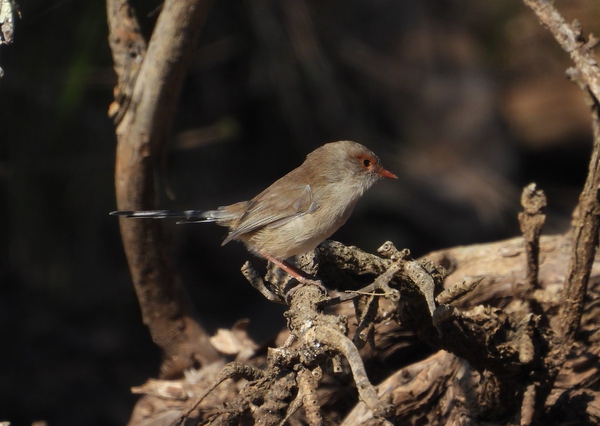 Superb Fairywren - Joanne Thompson